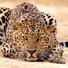 Схема вышивки «ЛЕОПАРД»