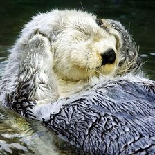 Схема вышивки «выдра»