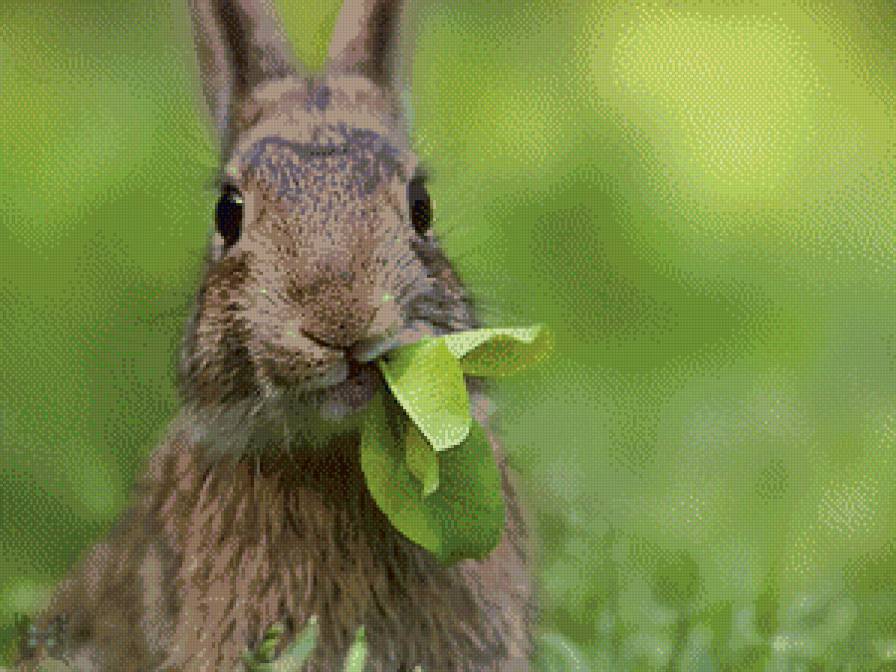 зайка - предпросмотр