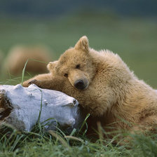 миша на бревне