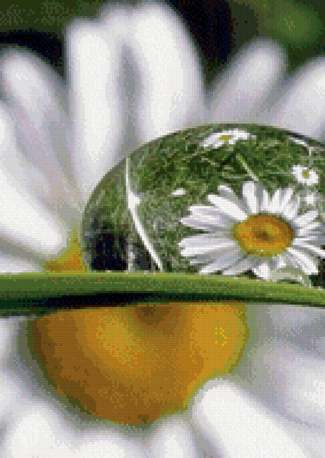 ромашка в капле - ромашка, капля - предпросмотр