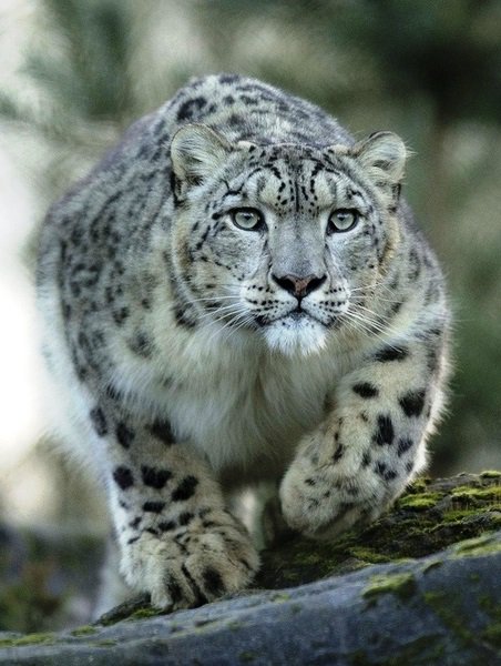 снежный барс - оригинал