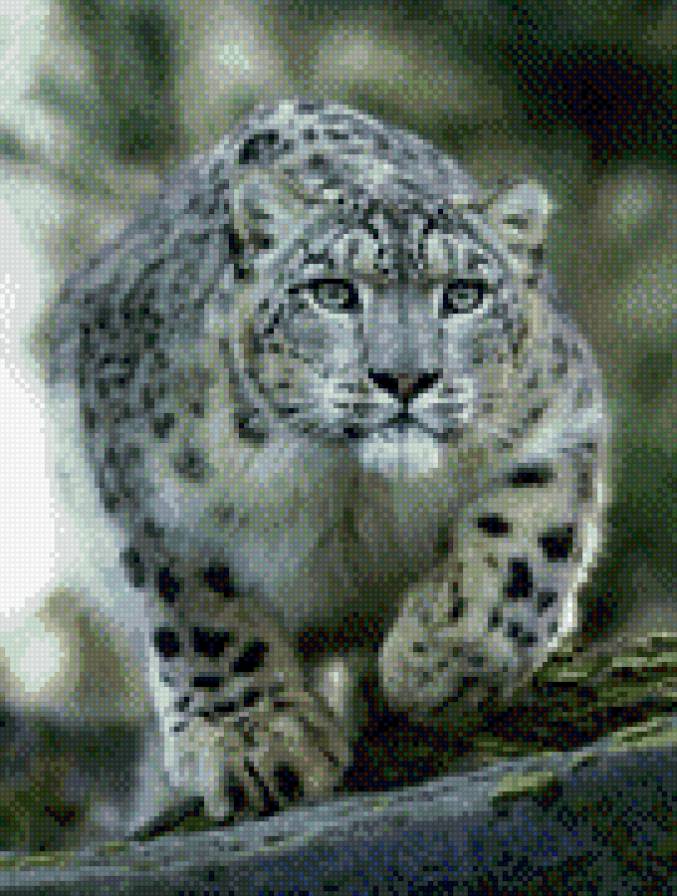 снежный барс - предпросмотр