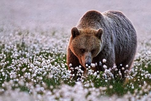 Романтичный медведь. - медведь, красота, животные - оригинал
