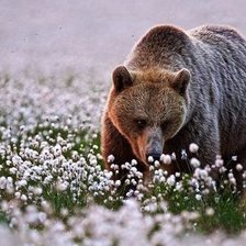 Романтичный медведь.