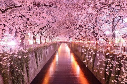 Тоннель из сакуры, Япония. - япония, цветение., природа, сакура, красота - оригинал