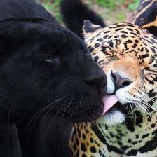 Схема вышивки «Парочка»