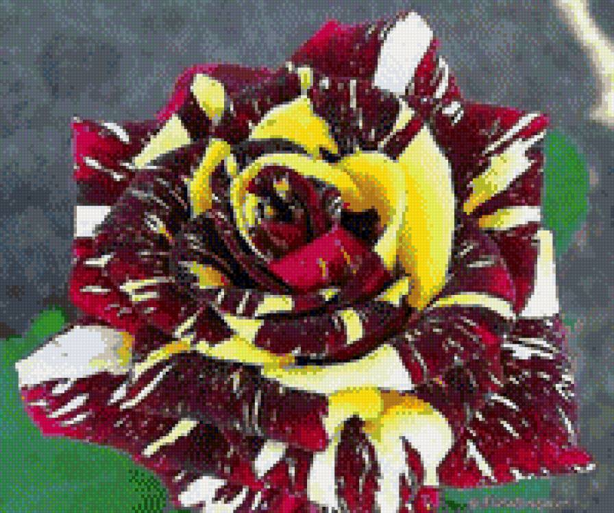 Необычная роза - роза, красота, цаеты - предпросмотр
