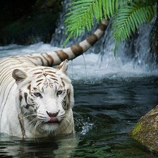 Схема вышивки «Тигр купается»