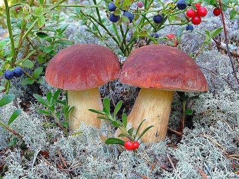 Грибочки - грибы, природа - оригинал