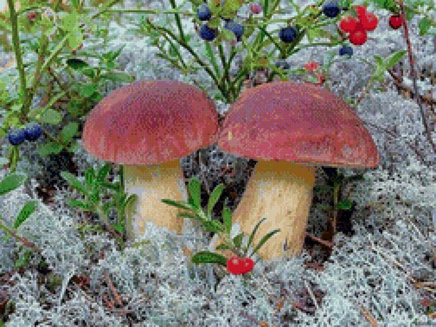 Грибочки - природа, грибы - предпросмотр