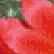Предпросмотр схемы вышивки «Цветущий кактус» (№754357)