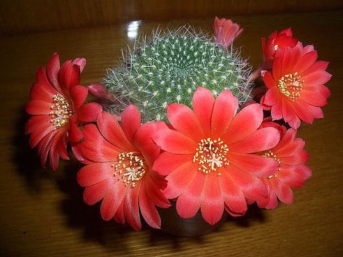 Цветущий кактус - кактус, цветы - оригинал