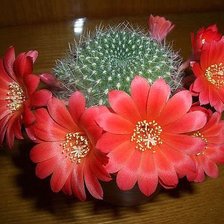 Схема вышивки «Цветущий кактус»