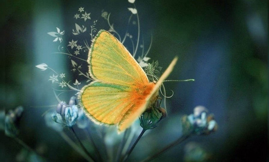 Бабочка - цветы, бабочка, природа, красиво - оригинал