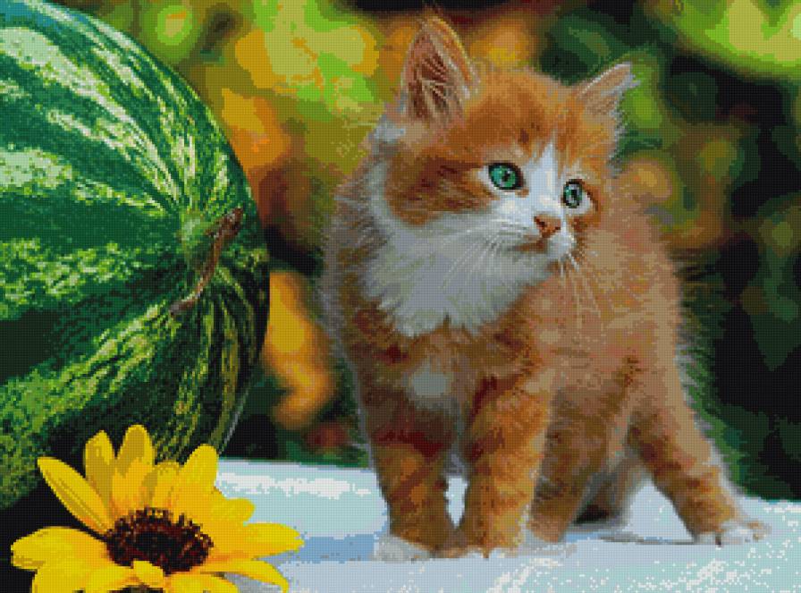 любитель арбузов - коты, котики, кот - предпросмотр