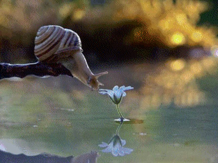 Улитка и цветок - водоем, улитка, природа - предпросмотр