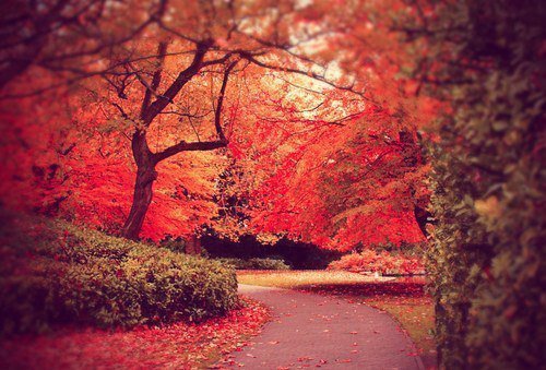 огненная осень - пейзаж, осень, природа - оригинал