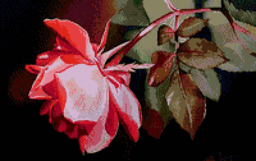 Роза - цветок, розовая, роза - предпросмотр