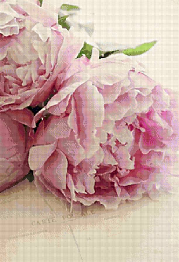 пионы - цветы - предпросмотр