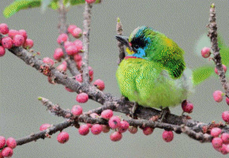 Птичка, на ветке с ягодами - природа, птицы, ветка - предпросмотр