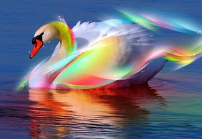 Радужный лебедь - радуга, лебедь, птицы - оригинал