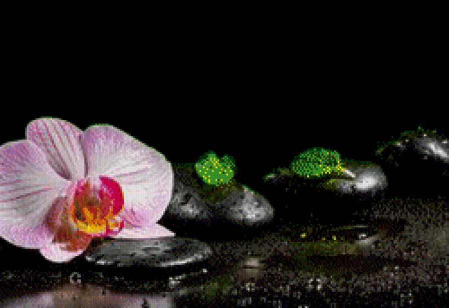 Орхидея на черном - орхидеи, цветы - предпросмотр