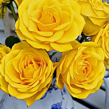 Схема вышивки «желтое чудо»