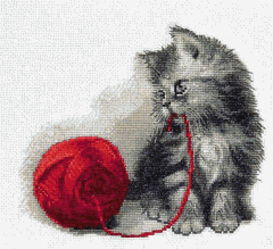 Котик - животные - предпросмотр