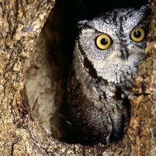 Схема вышивки «№755509»