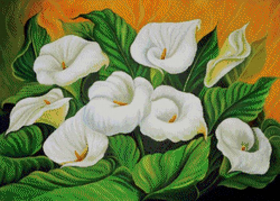 каллы - букет, цветок, каллы, цветы - предпросмотр