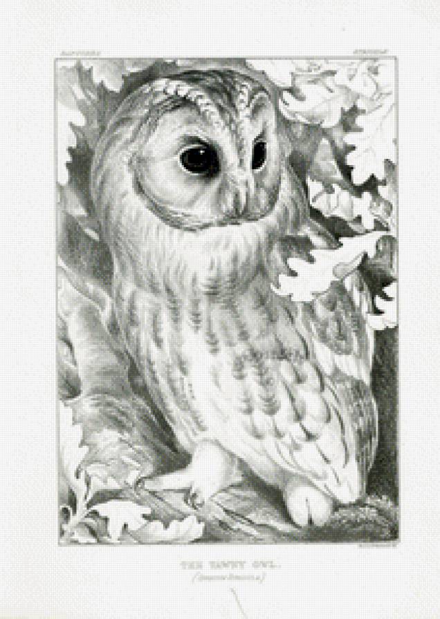 сова - птица, сова, птицы, животные - предпросмотр