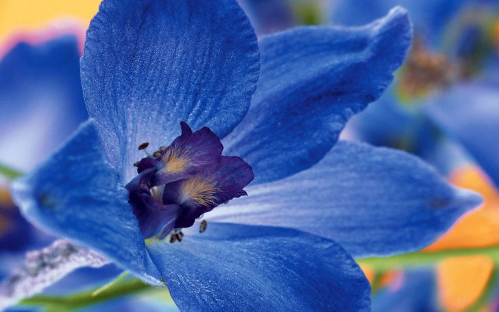 №755548 - природа, синие цветы, красота - оригинал
