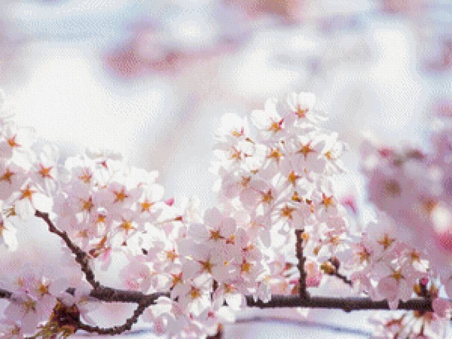 цветы - яблоня, цветы, цветок - предпросмотр