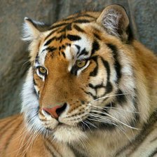 Схема вышивки «Тигр»