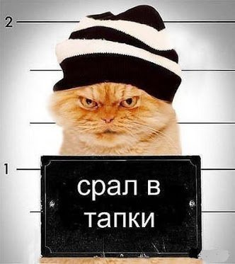 матёрый котяра - кот, рыжий, преступник - оригинал
