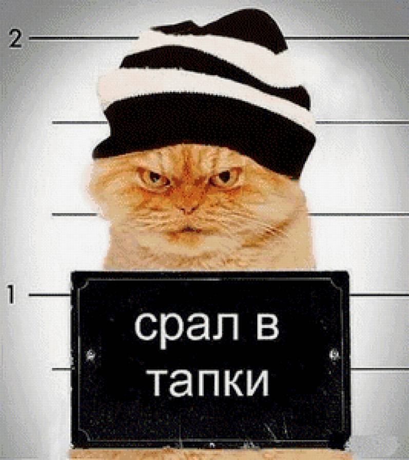 матёрый котяра - преступник, рыжий, кот - предпросмотр
