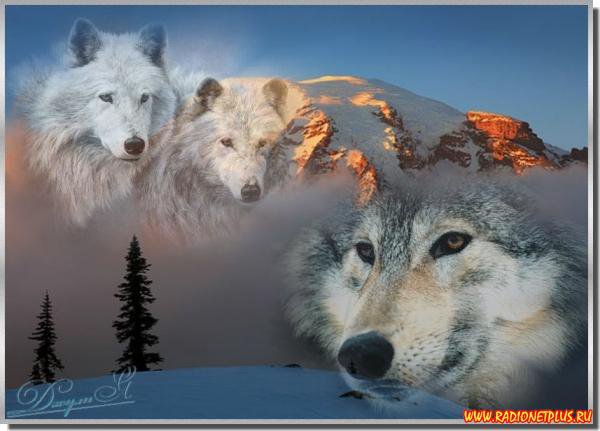 волки - животные, волк, природа - оригинал