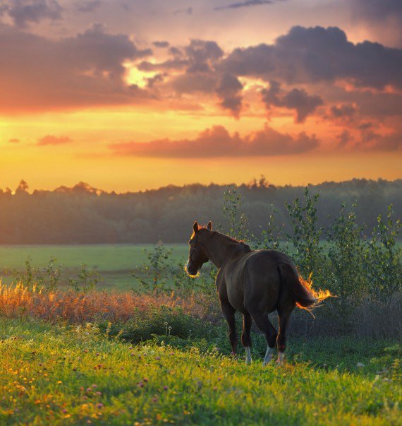 лошадь - оригинал