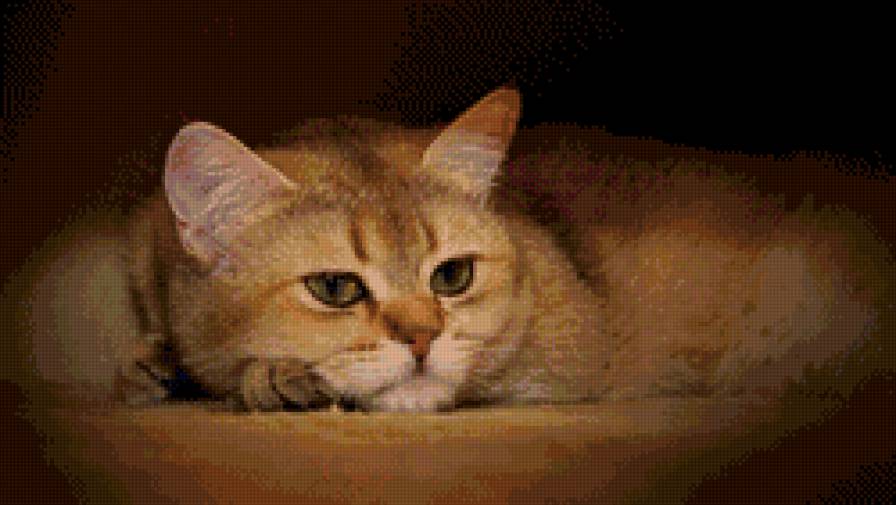 киса - предпросмотр