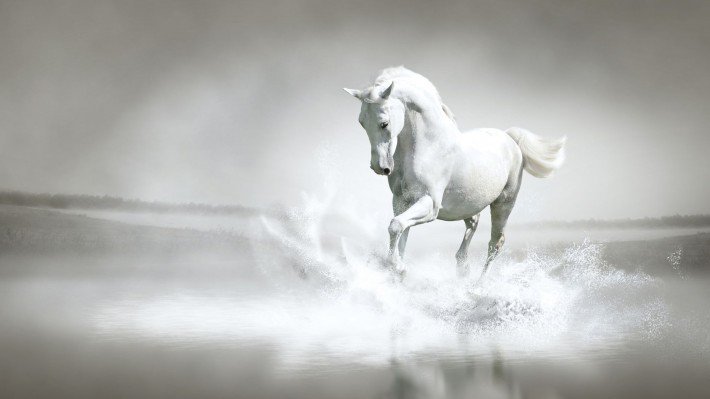 белая лошадь - лошадь, животные - оригинал
