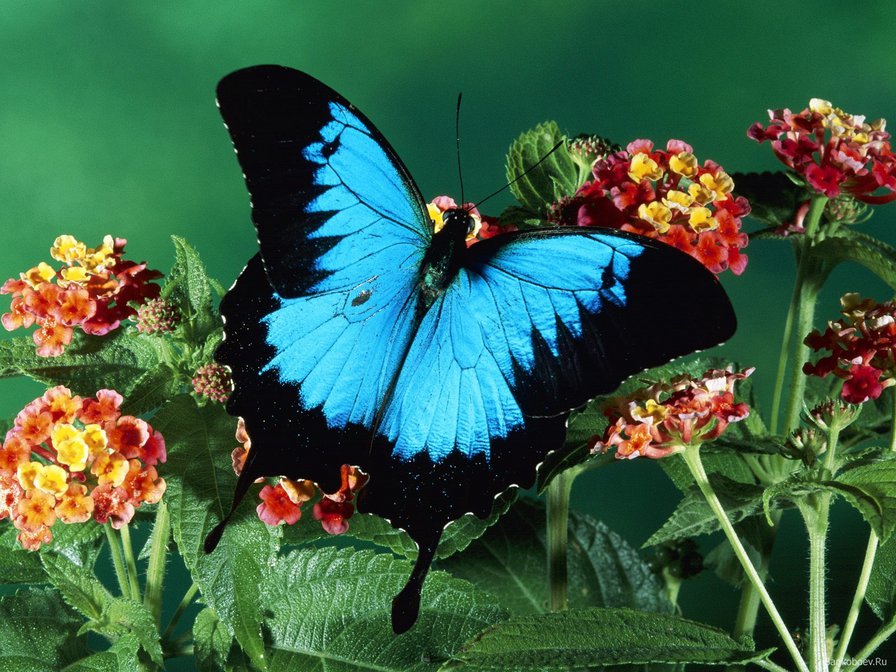 Бабочка - бабочка, красиво, цветы, природа - оригинал