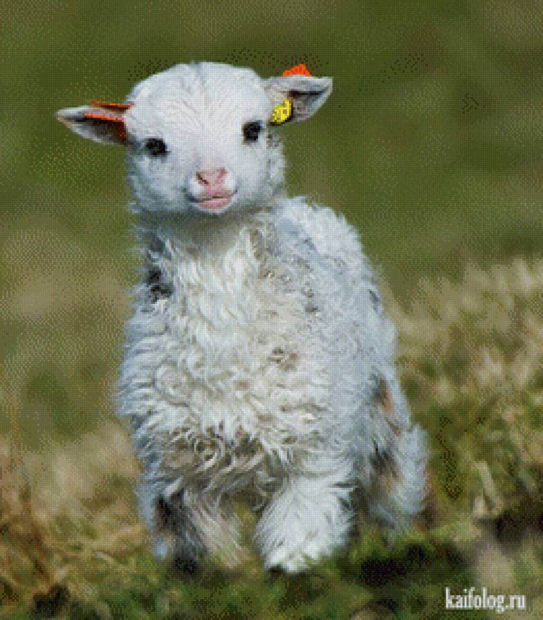 Малыш - природа, забавные животные, животные - предпросмотр