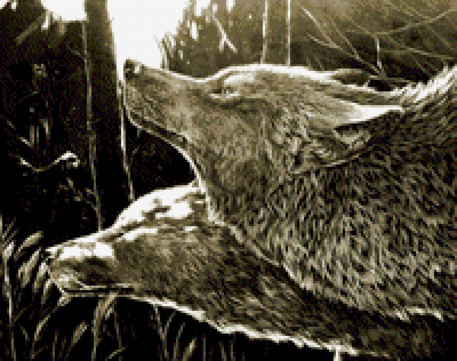 Волки - волки, пара, лес - предпросмотр