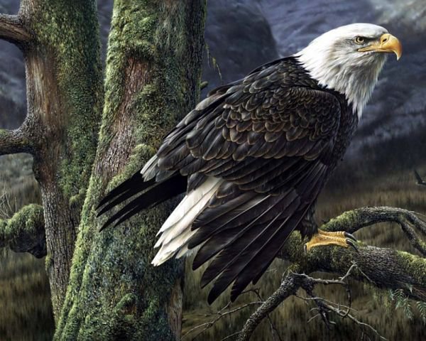 Дикая природа - оригинал