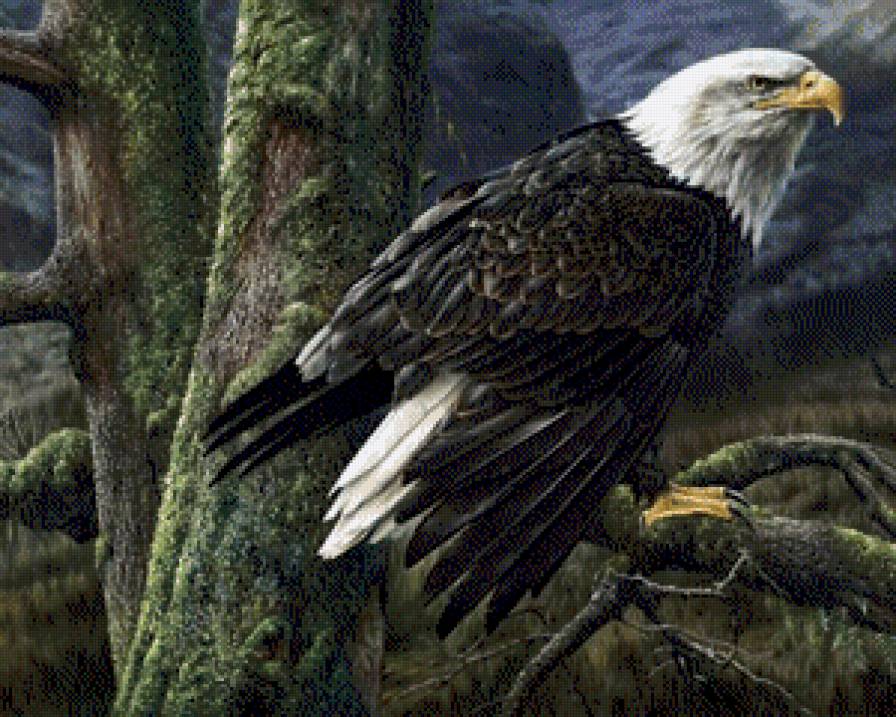 Дикая природа - предпросмотр