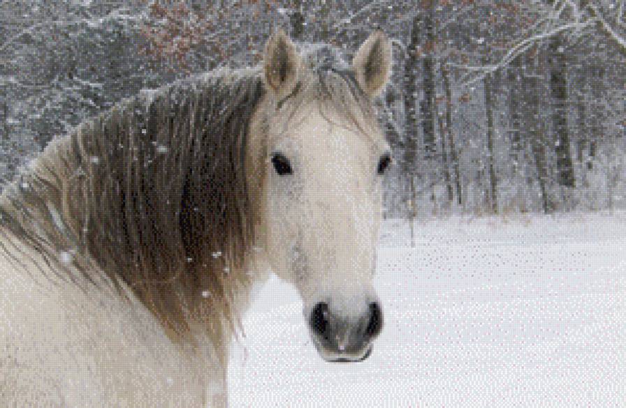 белая лошадь - лошади - предпросмотр