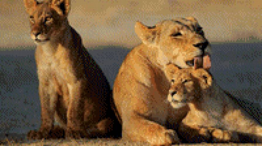 скмейство - животные. природа - предпросмотр