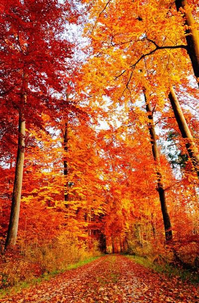 краски осени - пейзаж, осень, пророда - оригинал