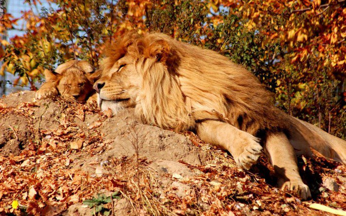 львы - животные, дикий мир, природа, семья - оригинал